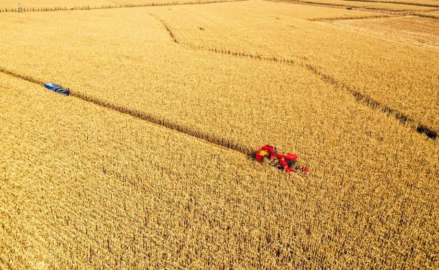 糧食產量連續8年站穩1.3萬億斤 比上年增加73.6億斤